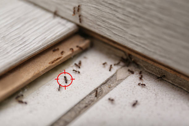 Flea Control Services in Verdi, NV