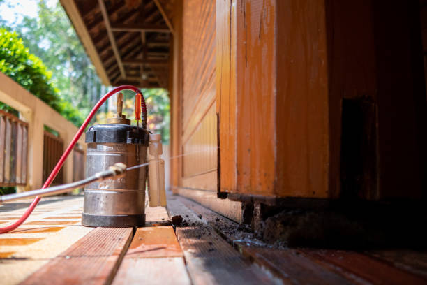 Best Wasp Removal Services  in Verdi, NV