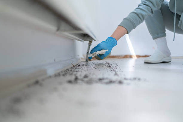 Trusted Verdi, NV Pest Control Experts